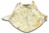 Fossil Whale Lumbar Vertebra - Yorktown Formation #362084-1